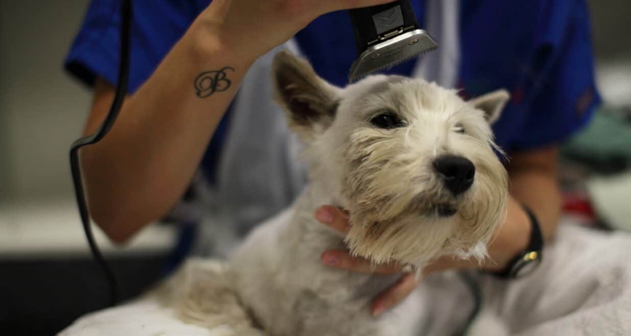 dog being shaved by vet nurse
