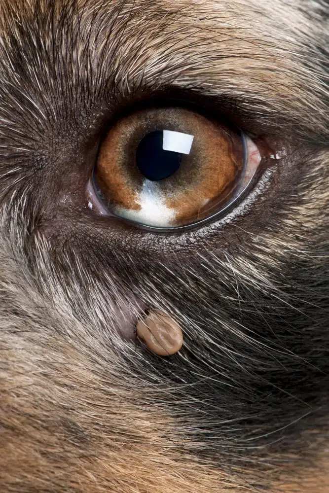 paralysis tick on dog's eye