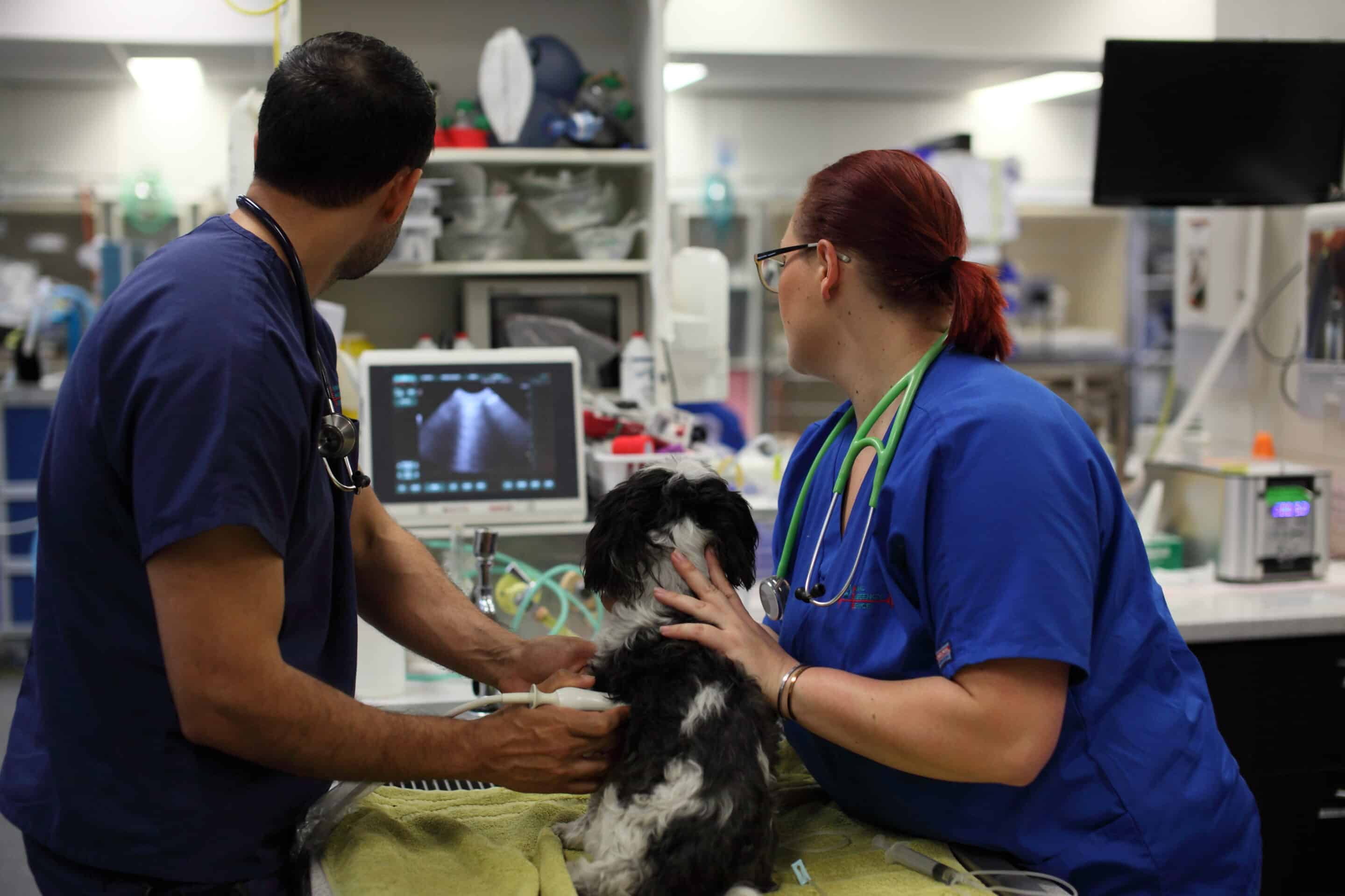 Christmas rush vet and nurse performing ultrasound on a dog