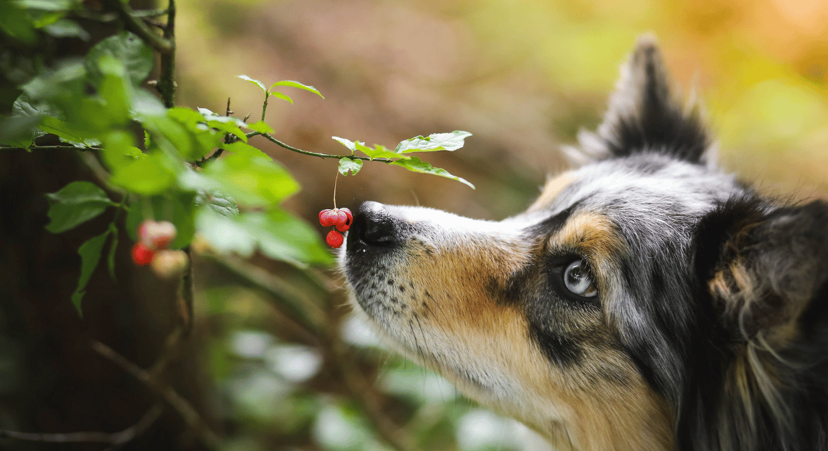 Christmas rush dog sniffing red plant
