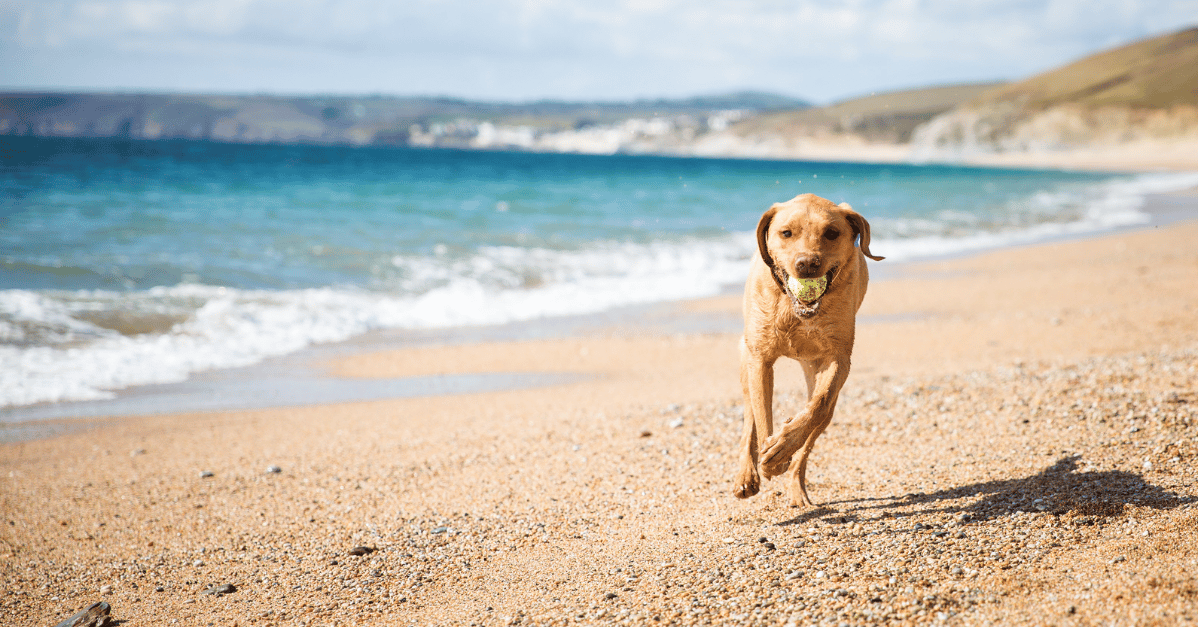 Christmas rush dog playing at beach
