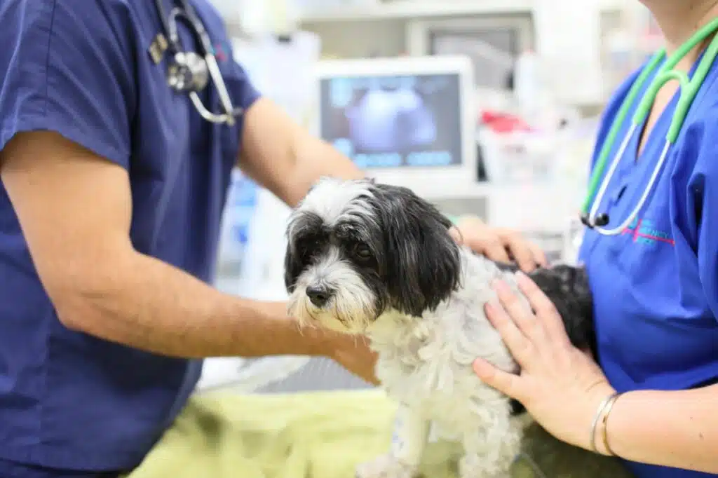 gold standard medicine dog being held and examined by vet and nurse