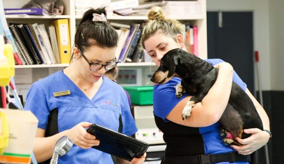 getting the most out of feedback veterinary nurses