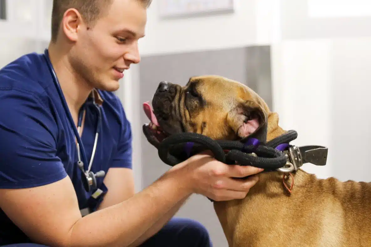 Vet nurse smiling with happy dog