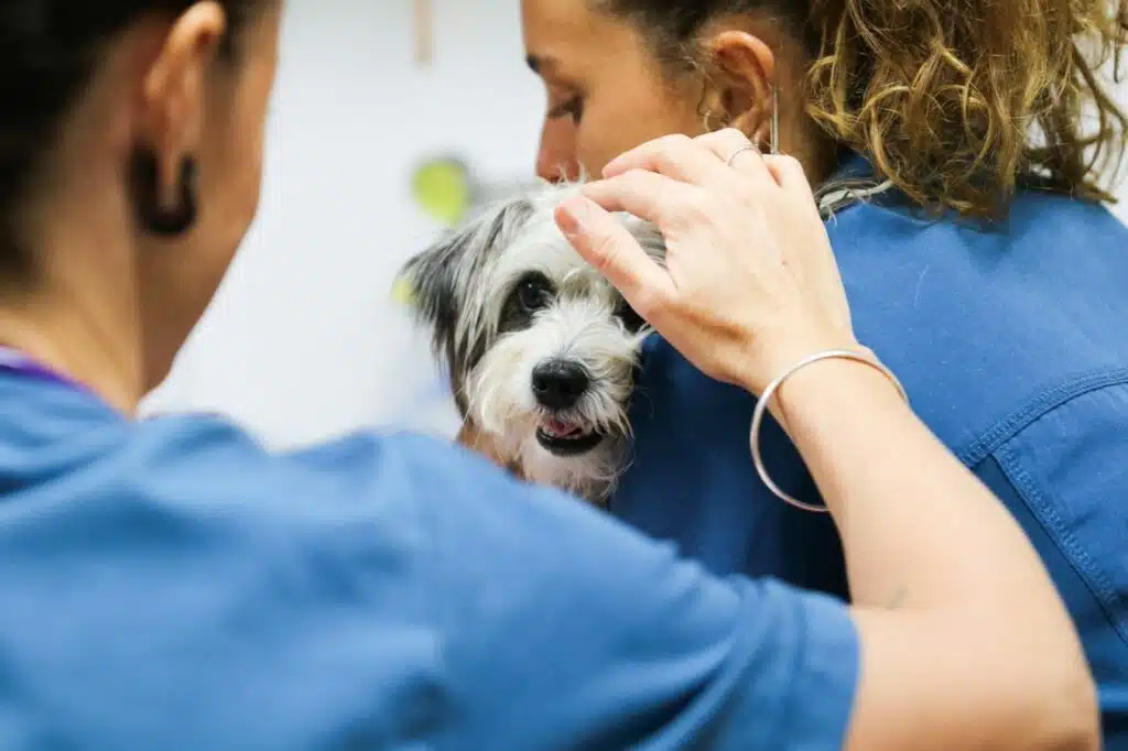 dog getting pat on the head by vet nurses