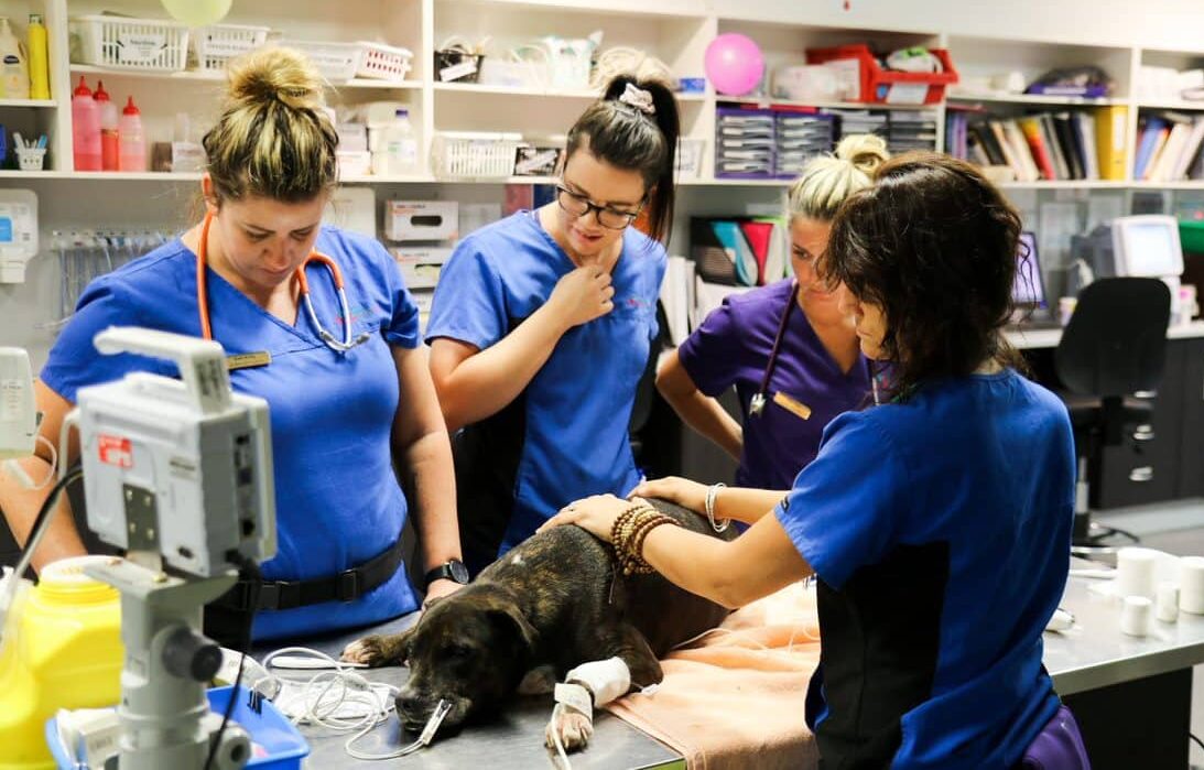 Veterinary career Animal Emergency and Critical Care nurse team