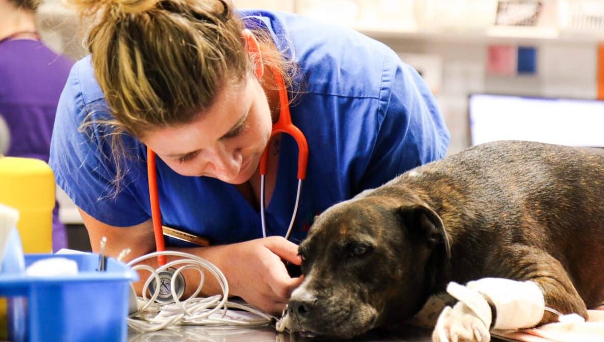 vet nurse with dog on table veterinary misconceptions