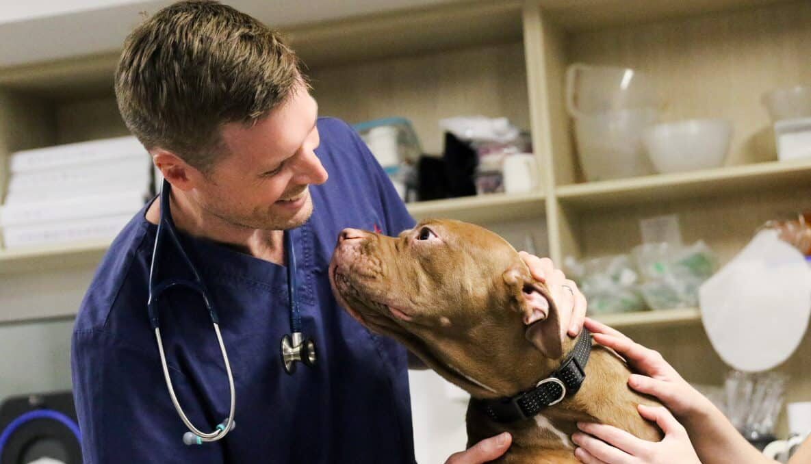 new year veterinary goals vet smiling while holding dog