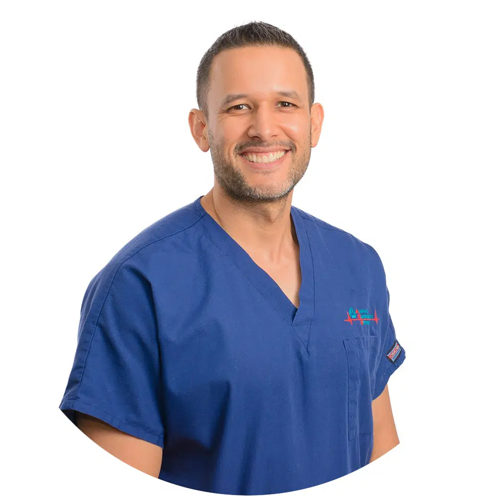 Dr Gerardo Poli BVSc, MVS (Small Animal Practice), MANZCVS (Emergency & Critical Care)