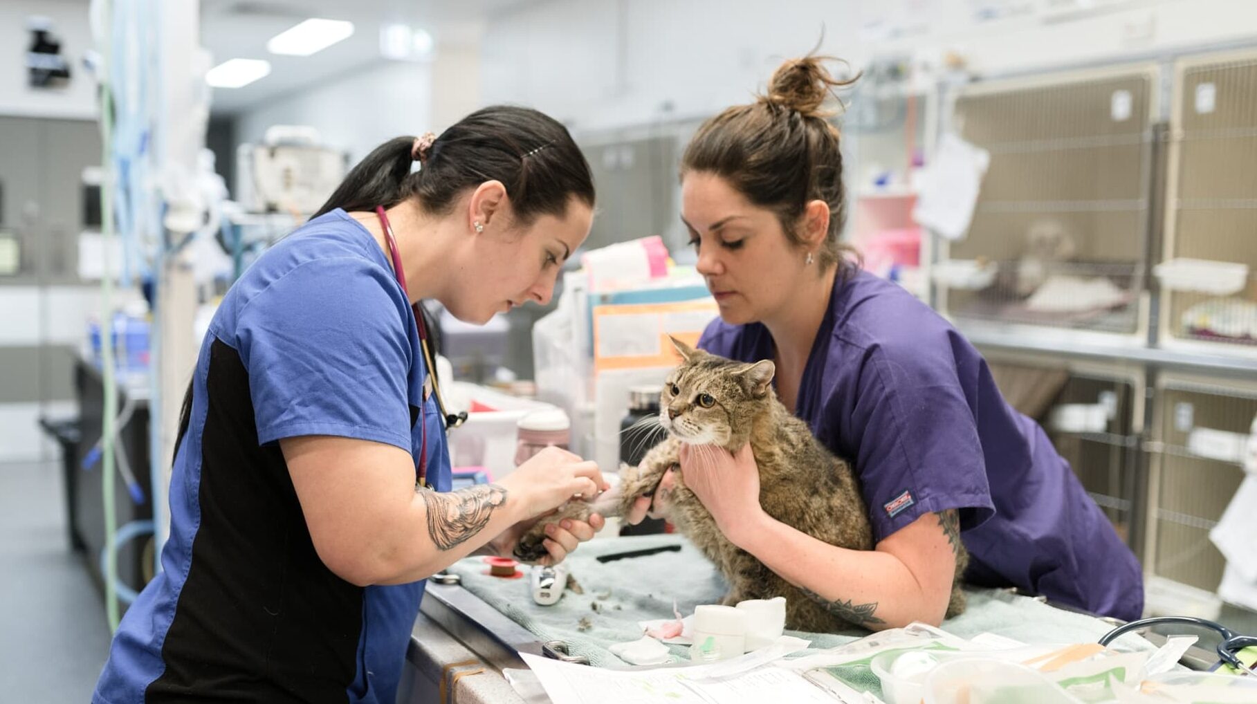 Interview questions two vet nurses holding cat