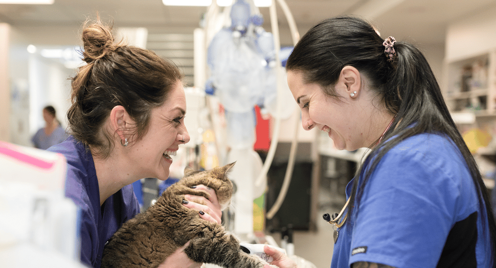 stress as a veterinary professional two vet nurses working and smiling