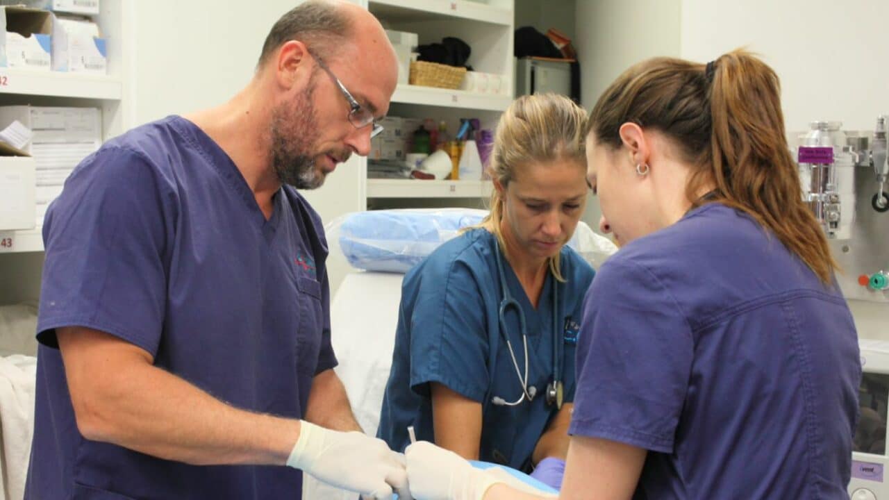 The Emergency Vet Hospital Enhancing Patient Care Through Collaboration