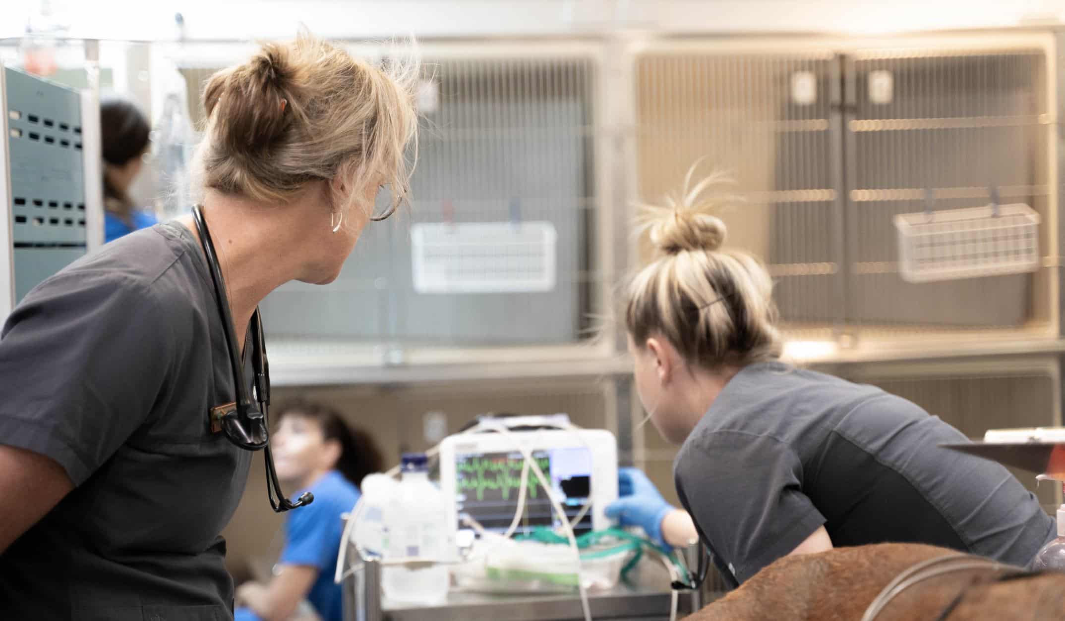 Veterinary Transfusion Medicine Vets Watching Multimonitor for Complications