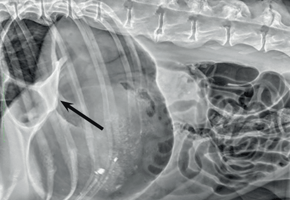 GDV in dogs radiograph