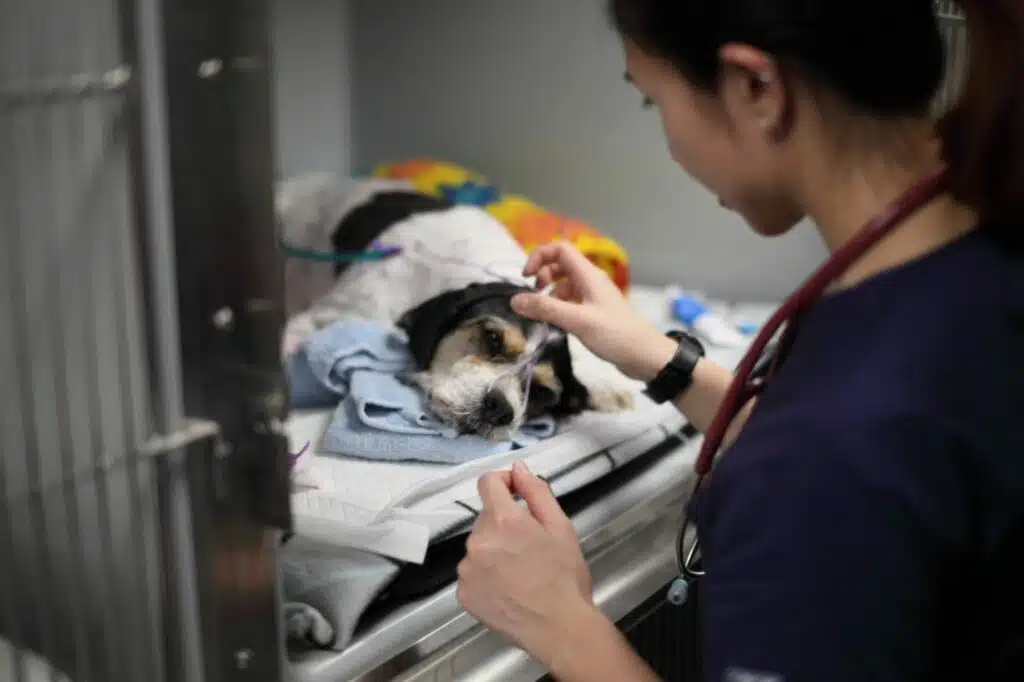 vet and dog in cage with oxygen