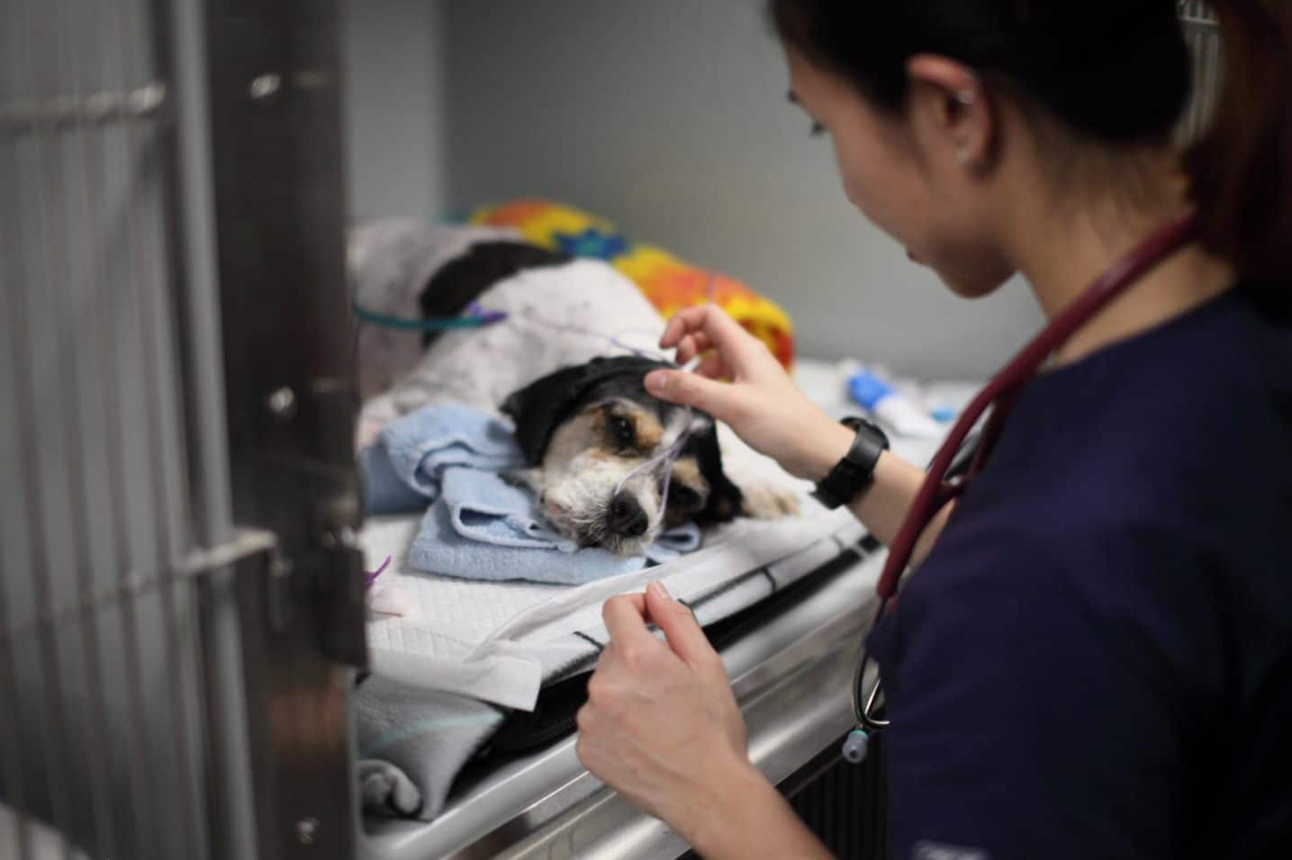 treatment of snake envenomation in dogs and cats oxygen supplementation respiratory support