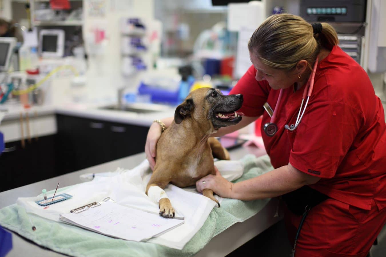 treatment of snake envenomation in dogs and cats nursing care