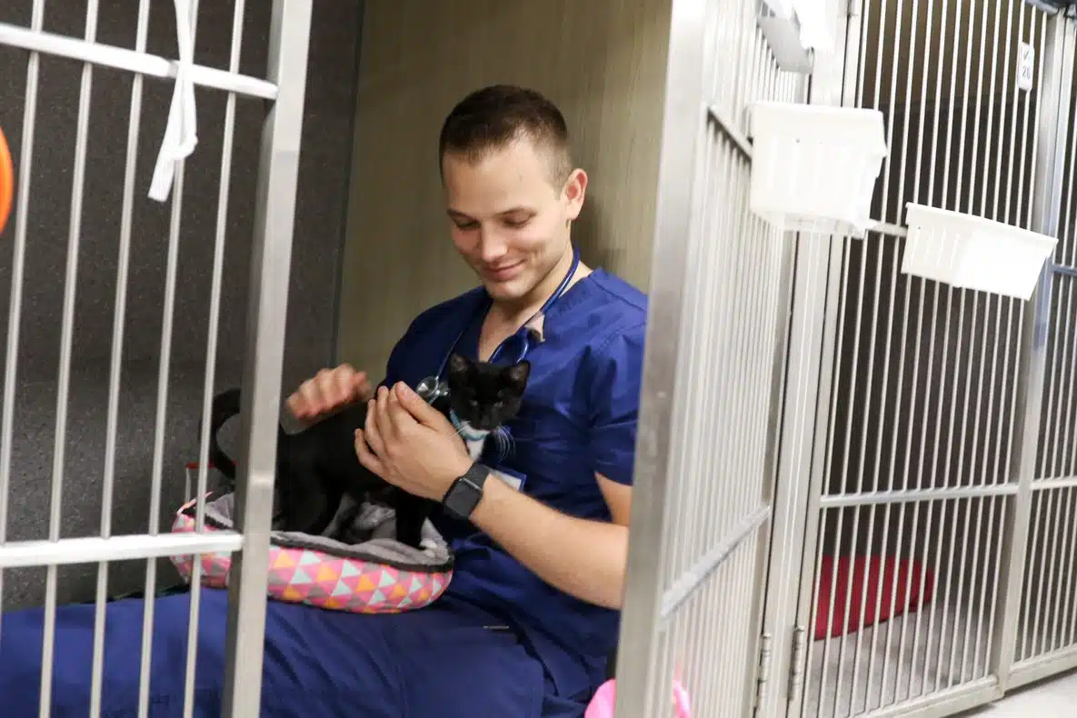 vet mental health nurse taking break with kitten