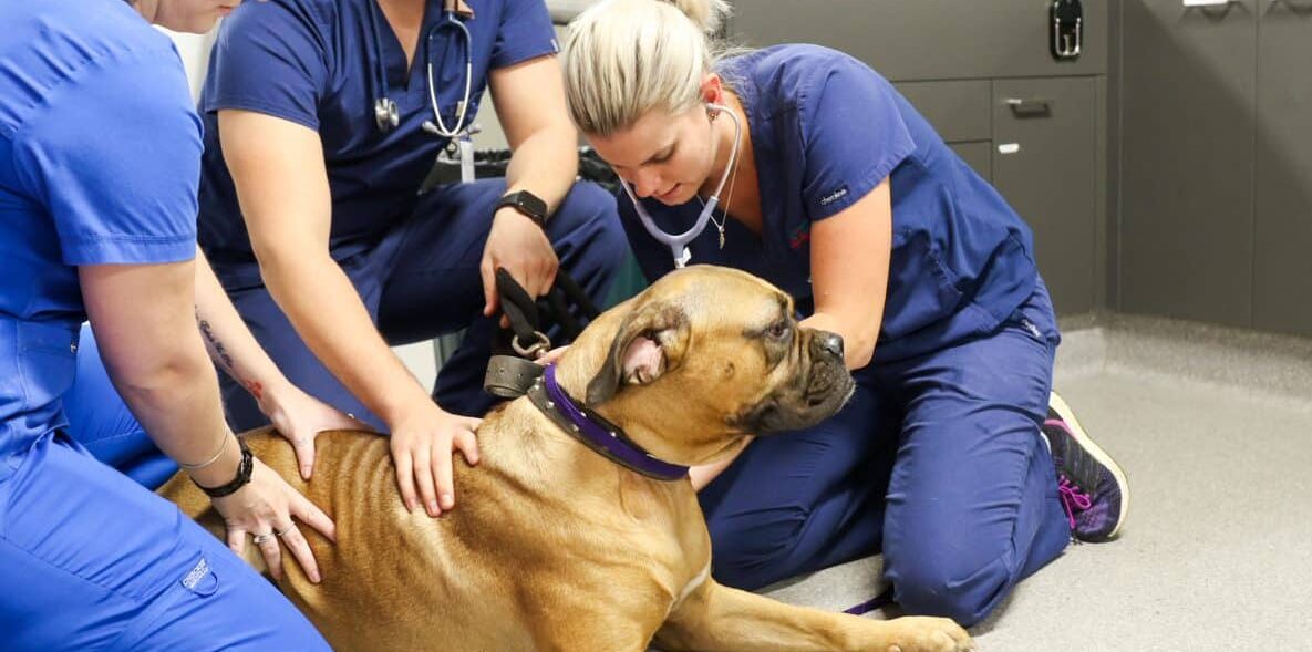 GDV in dogs vet team examining dog