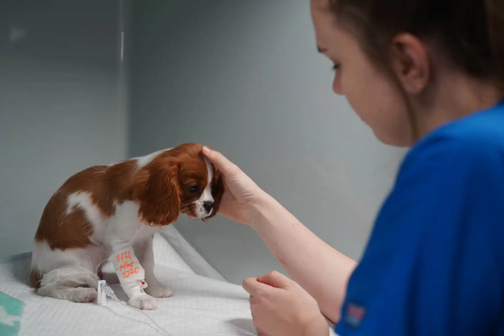 veterinary mental health nurse with cavalier puppy