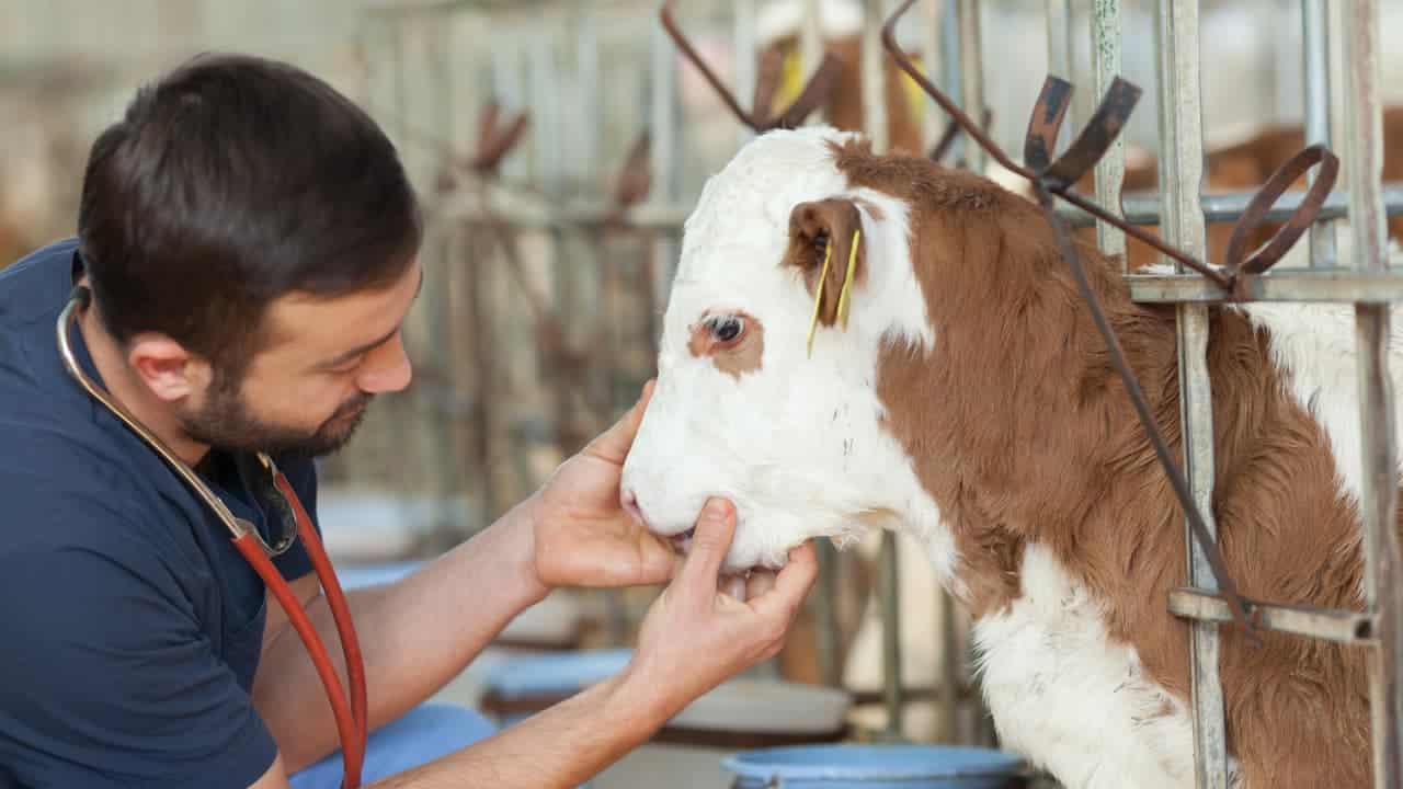 veterinary careers government veterinarian treating cow