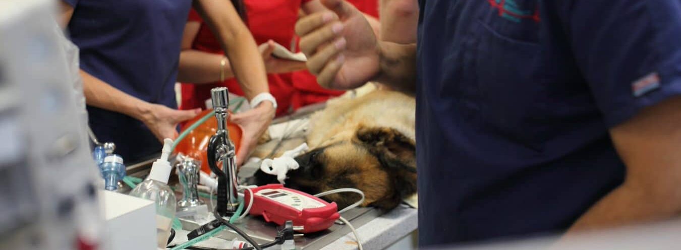 veterinary education and training emergency crashed patient