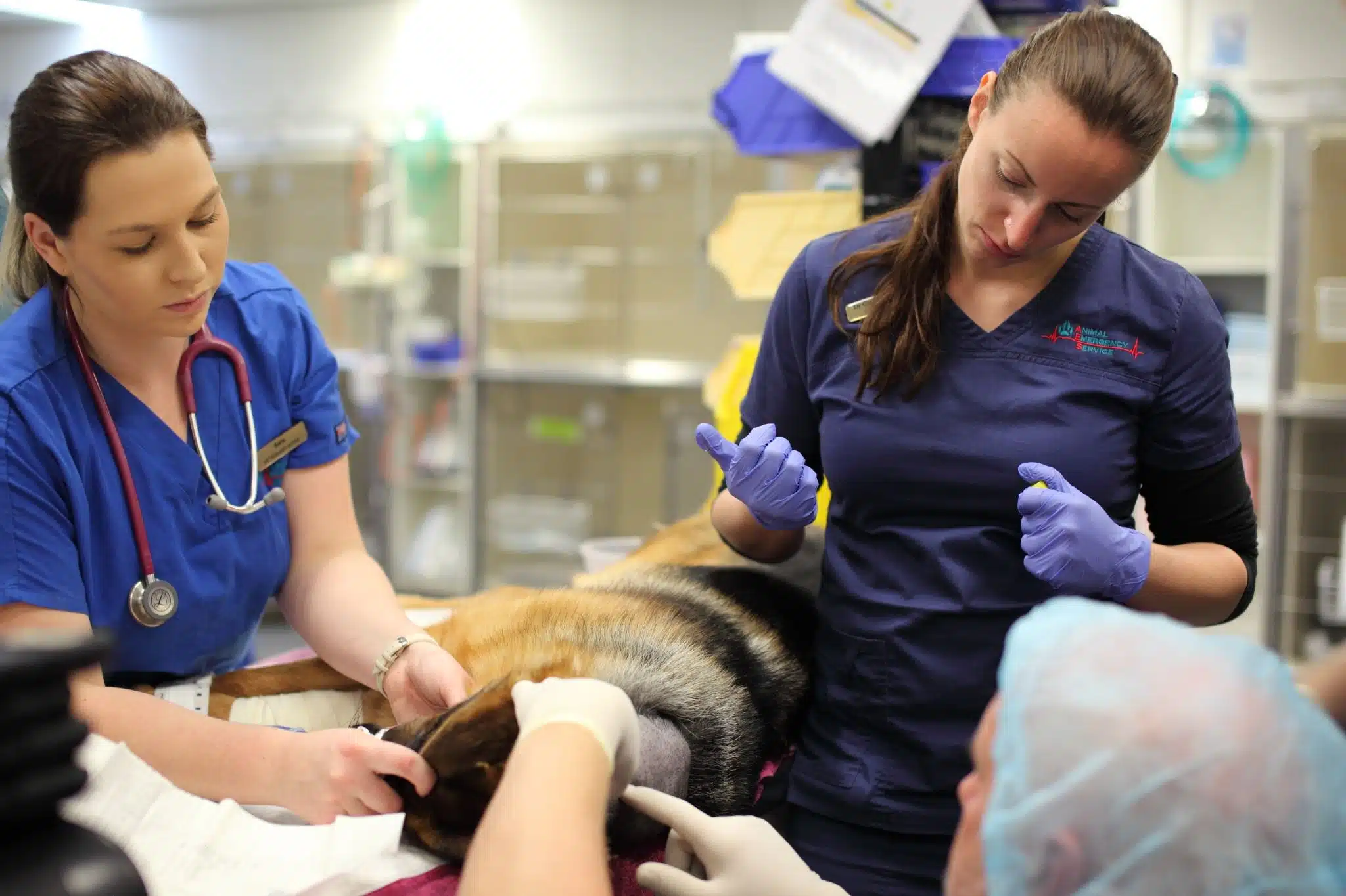 experienced veterinarian performing procedure