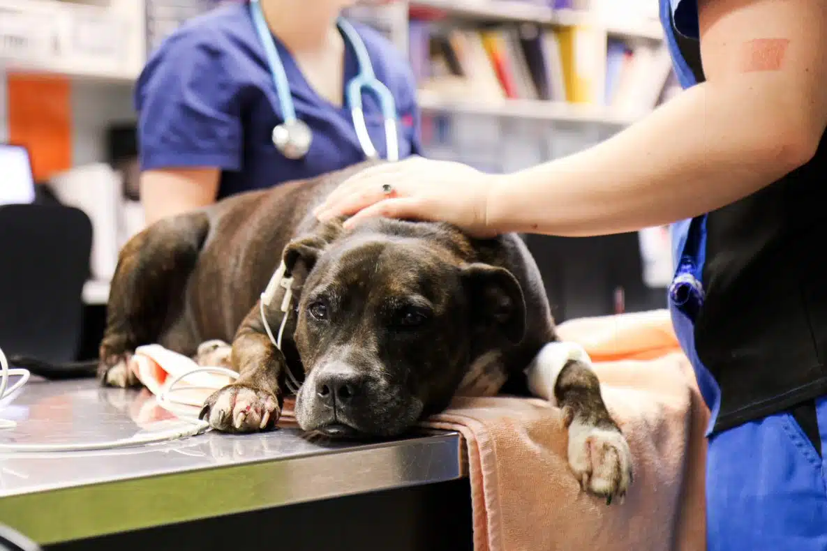 vet school dog euthanasia vet and nurse comforting patient