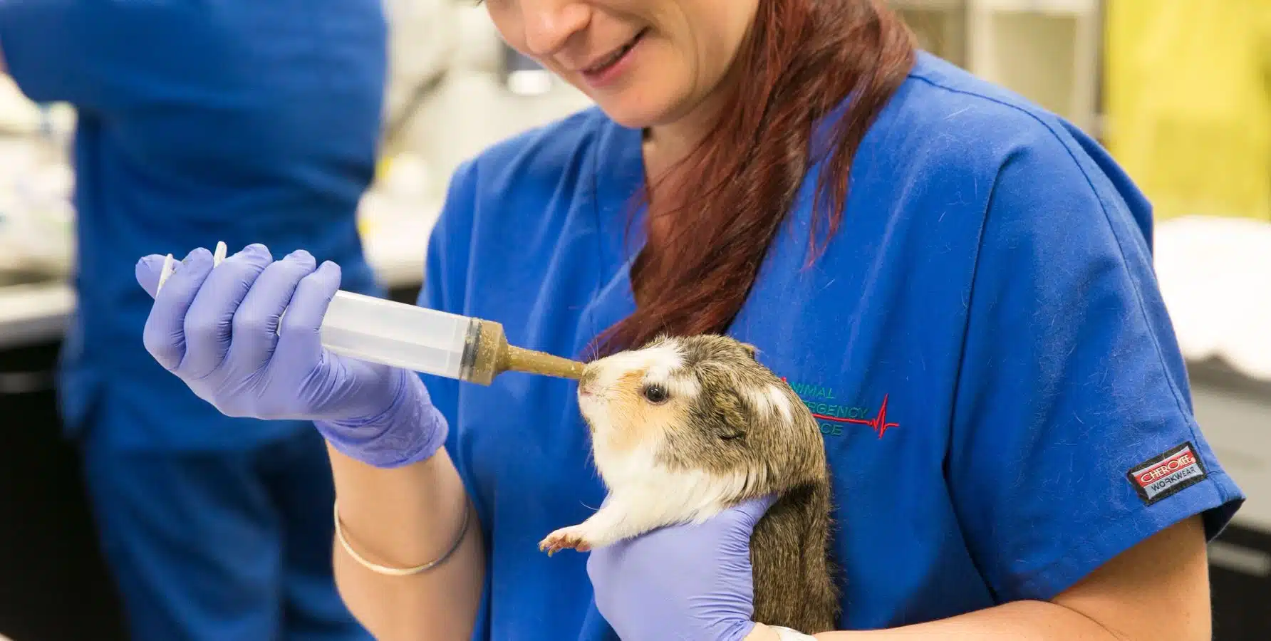veterinary careers exotics veterinarian treating guinea pig