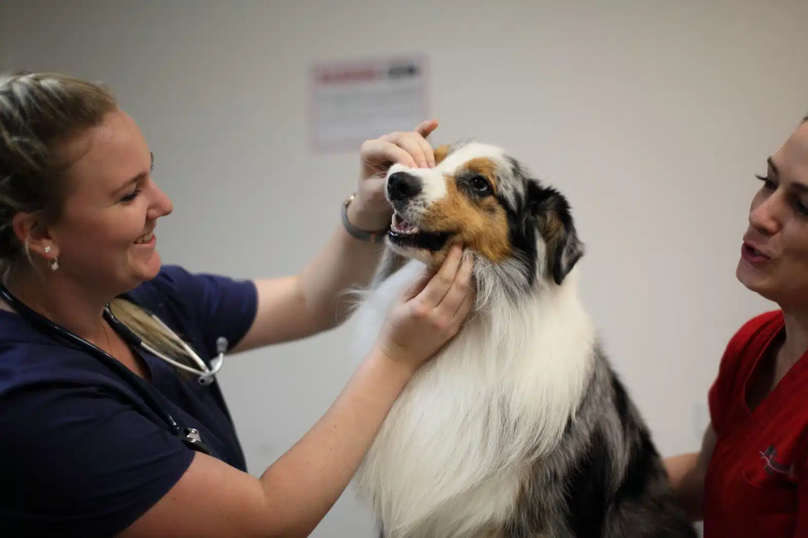 veterinary careers general practice vet examining dog