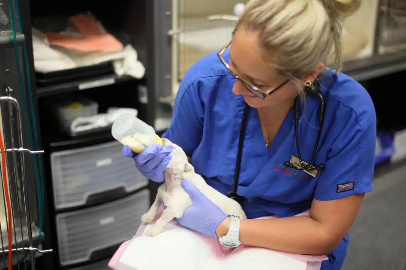 veterinary careers vet nurse feeding neonatal puppy