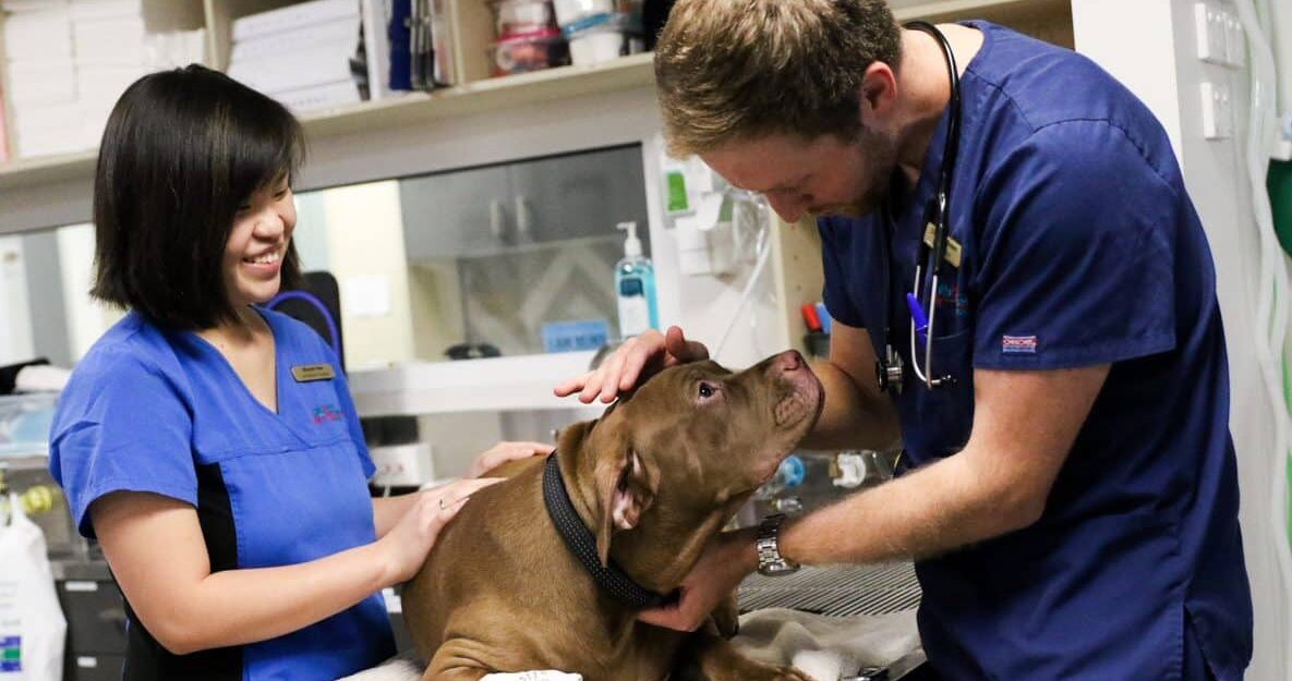 veterinary education vet and nurse examine dog