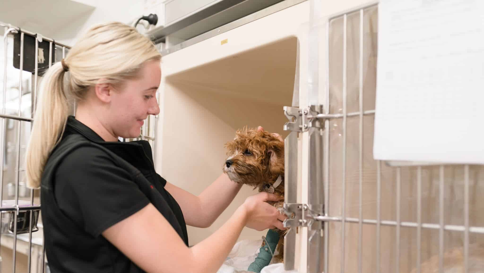 vet nurse with puppy in cage
