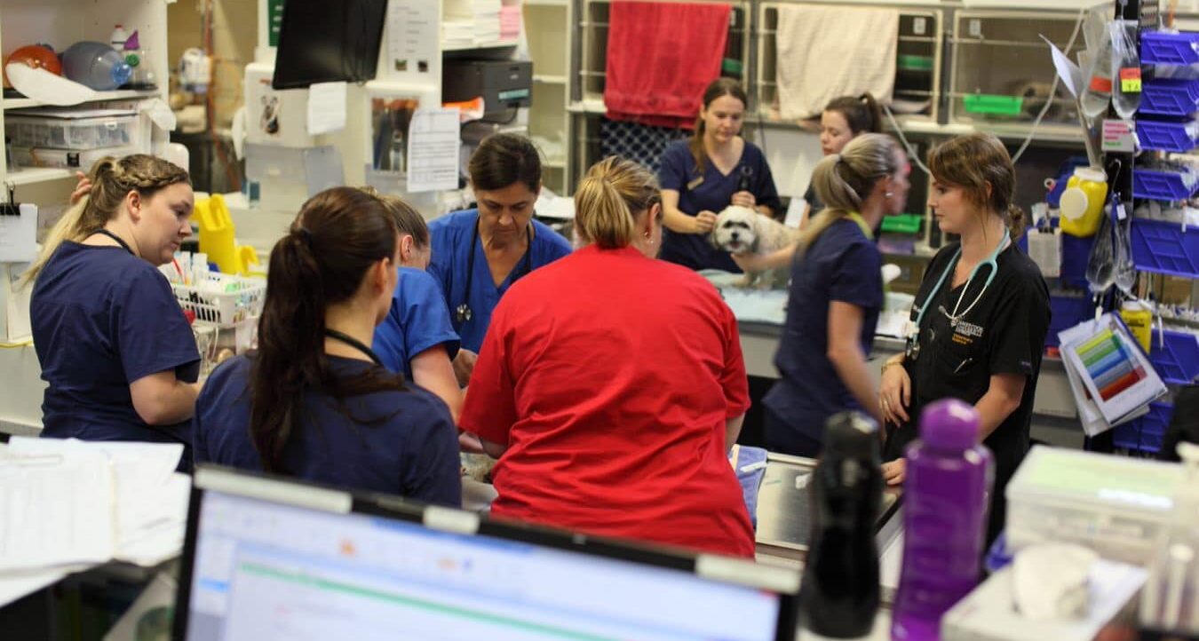 vet nurses in emergency treatment room