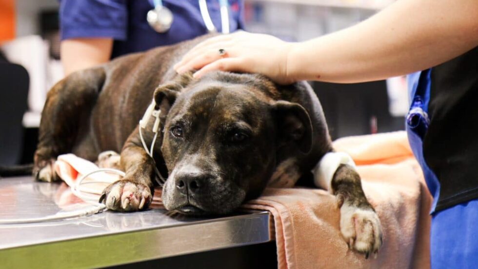 Anaphylaxis in Dogs and Cats Signs, Diagnosis, and Treatment Animal