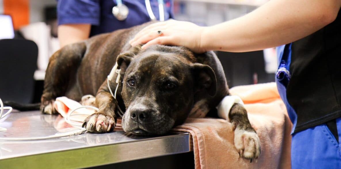 anaphylaxis in dogs and cats staffy laying on table