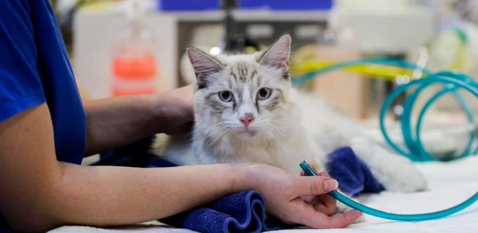 cat in vet clinic receiving flow by oxygen