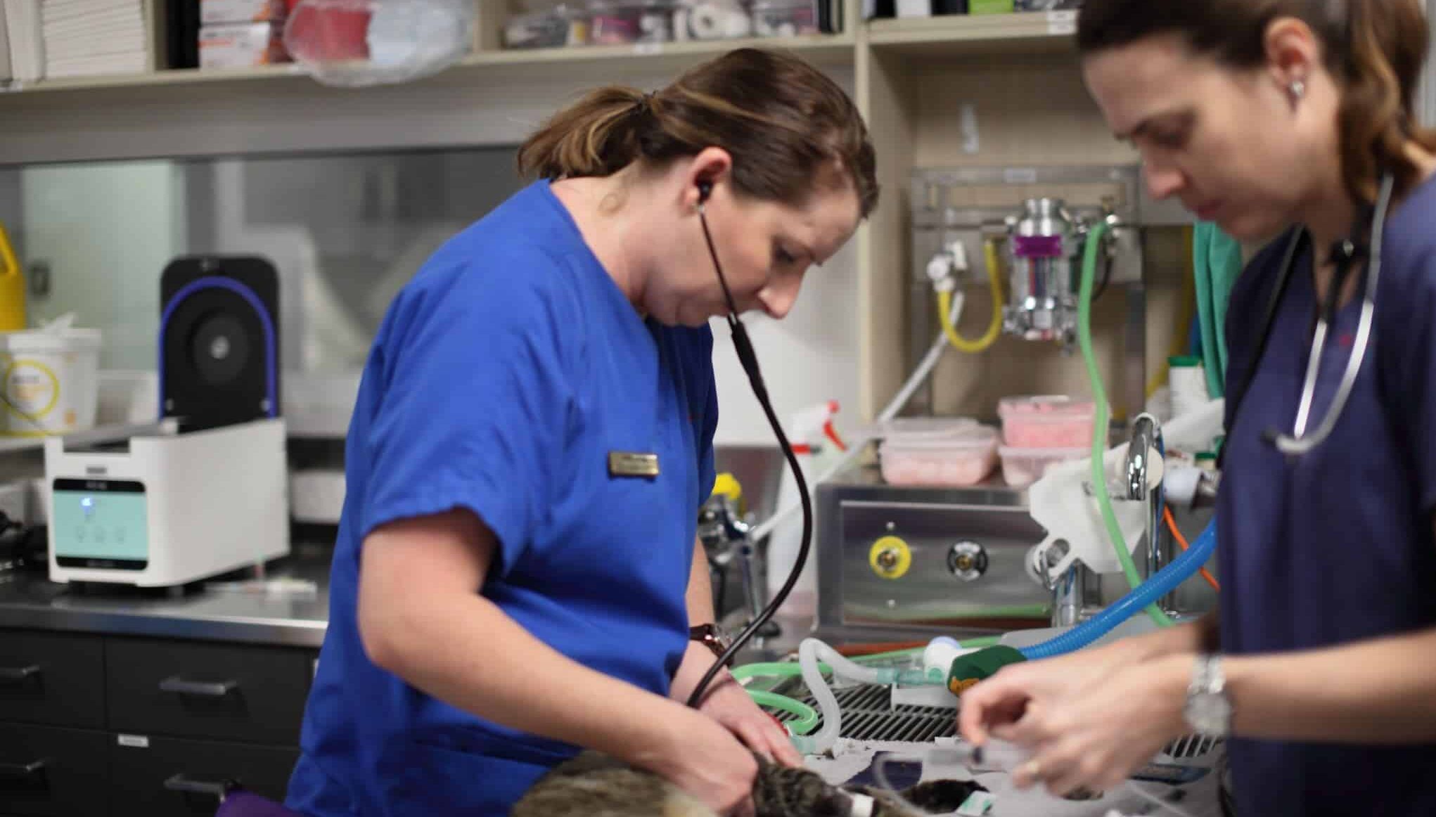 vet nurses and techs listening to patient with stethoscope