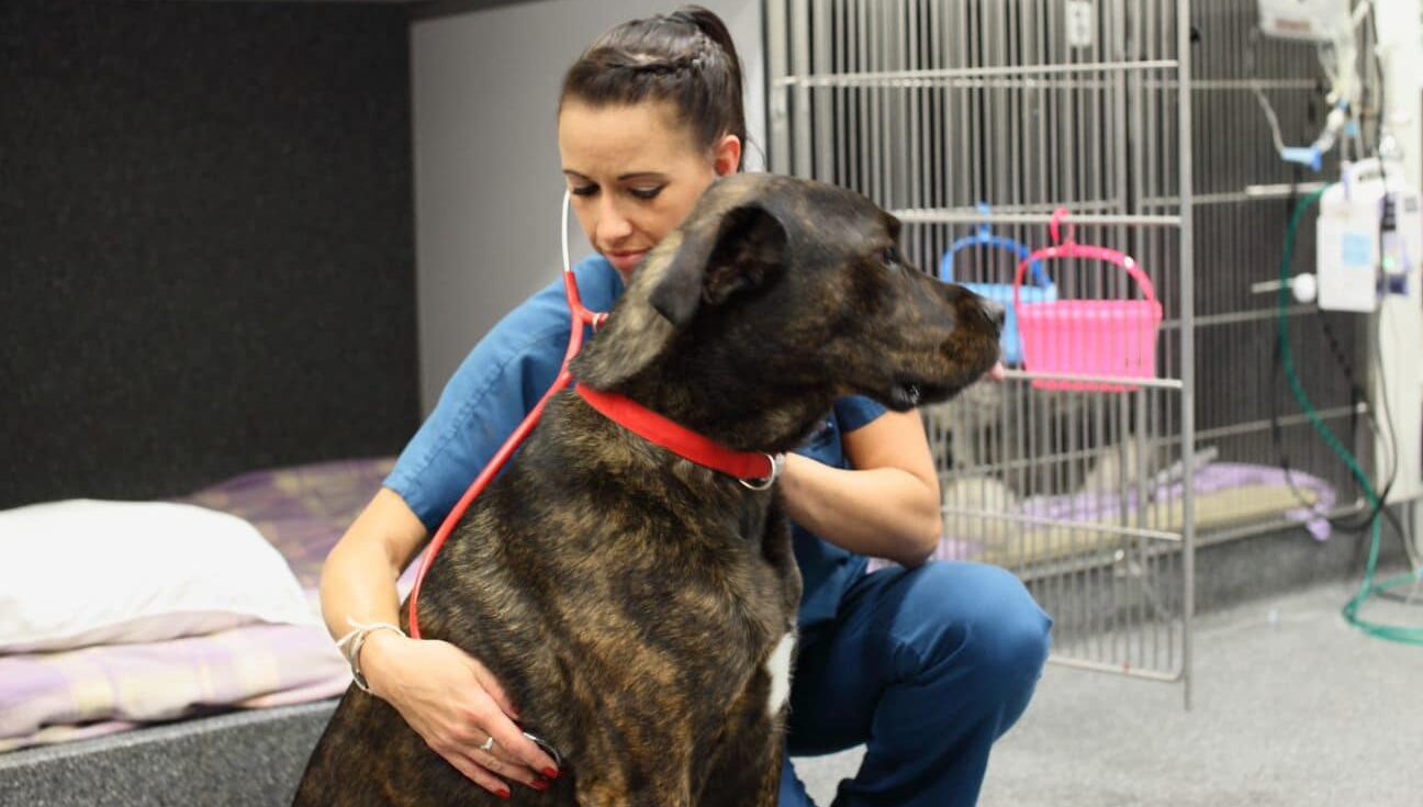 veterinary clinical placement examining dog