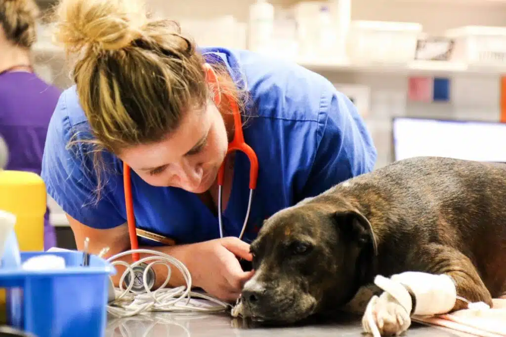 veterinary nurse with dog