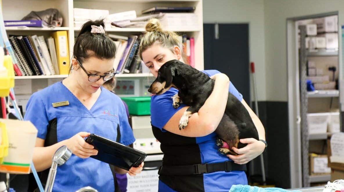 vet nurses with dachshund and treatment record