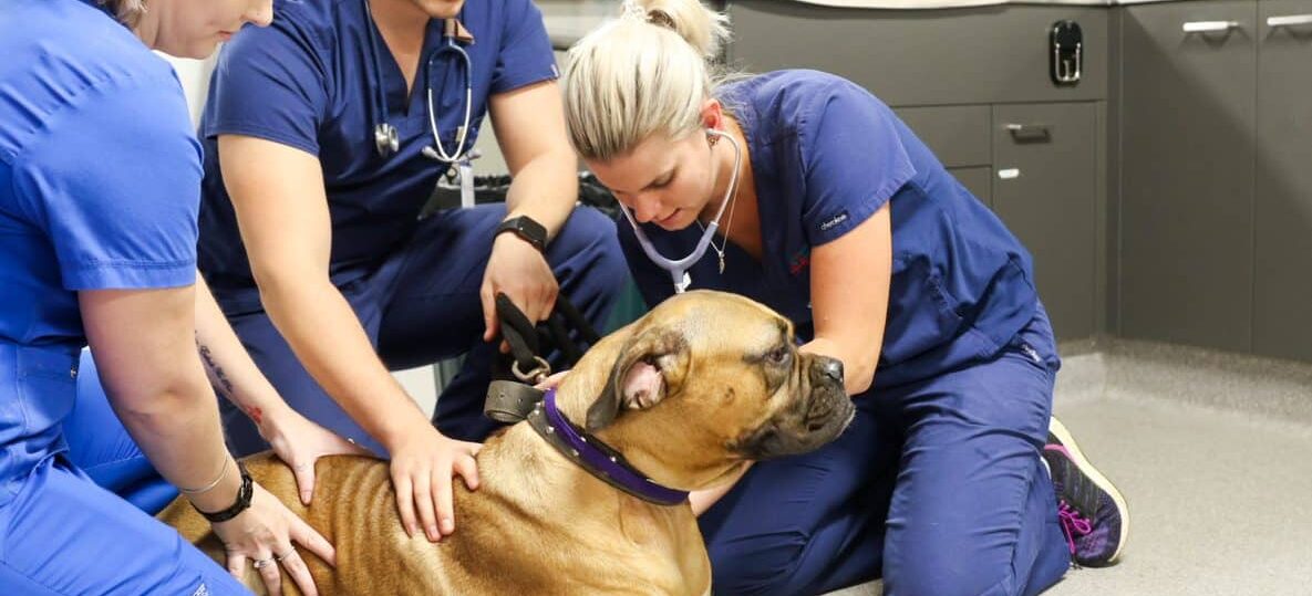vet team examining mastiff dog
