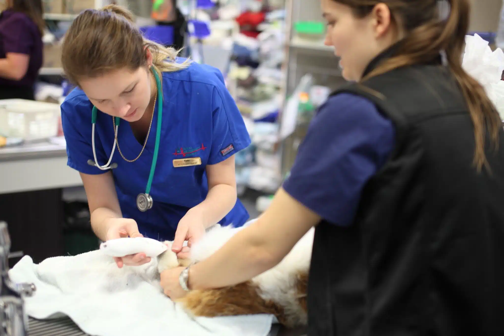 vet nurses treating patient in emergency hospital
