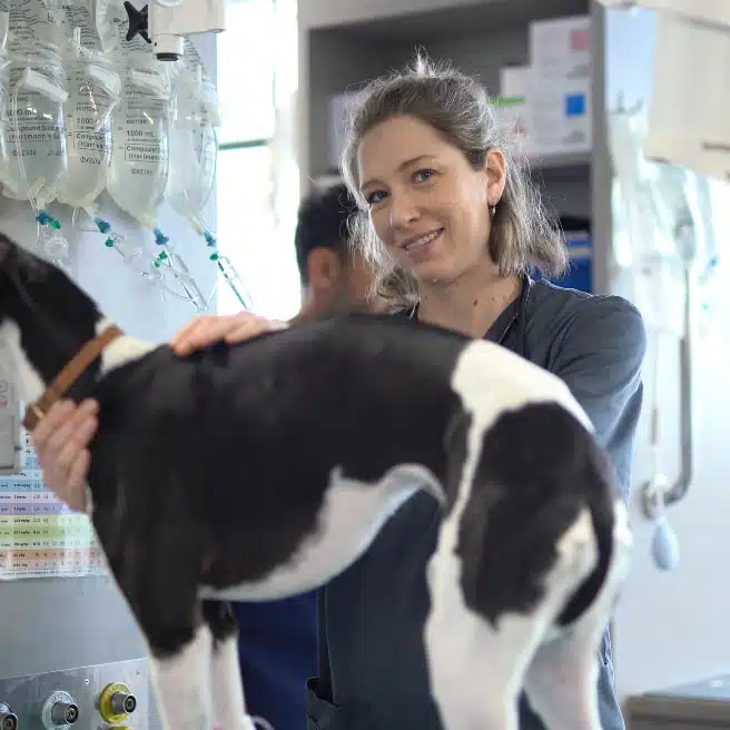 veterinary career pathways vet holding dog square