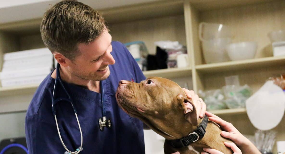 Animal Emergency Australia vet smiling with dog