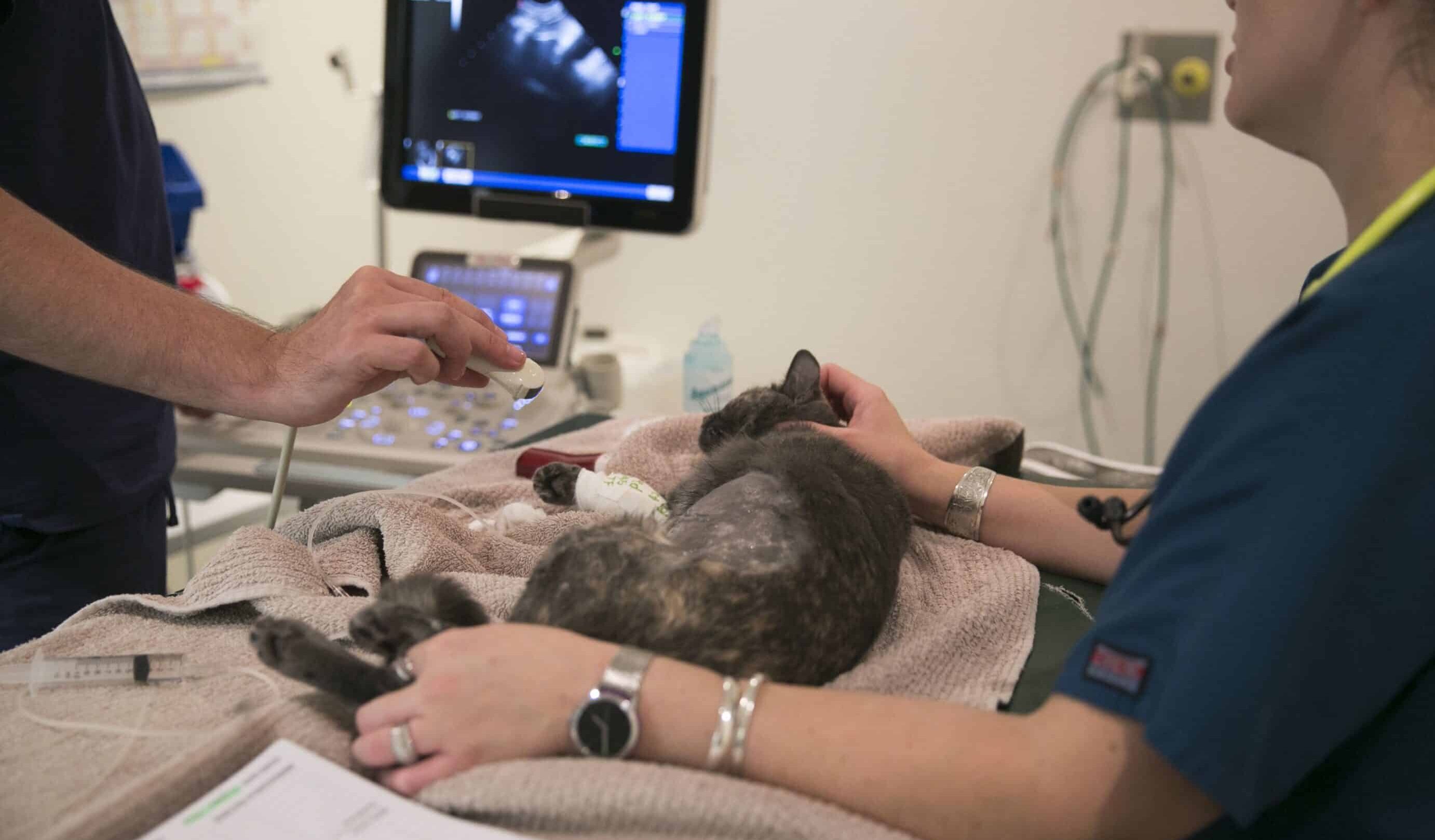 cat receiving ultrasound for feline lower urinary tract disease