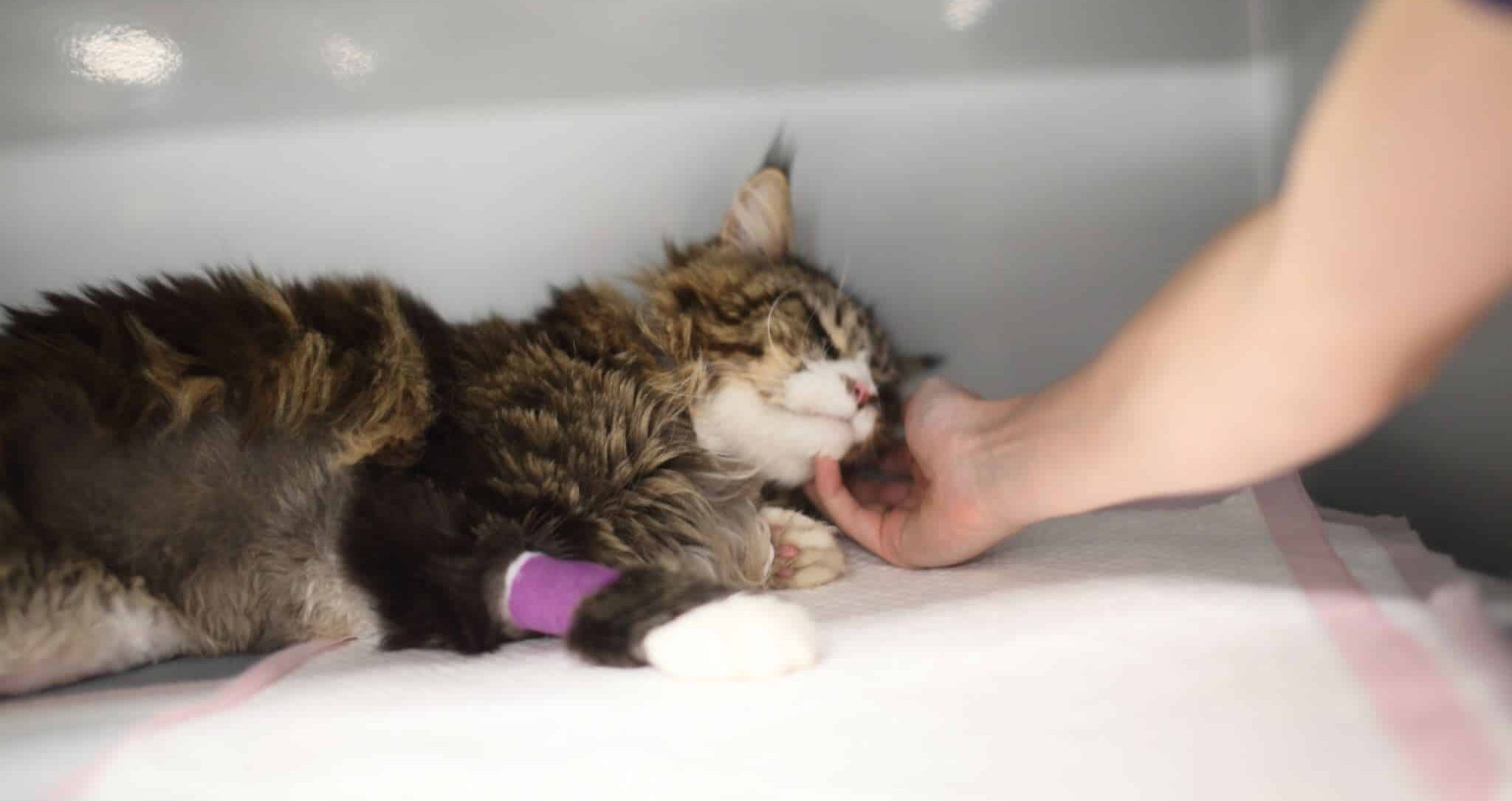 Feline Lower Urinary Tract Disease FLUTD cat recovering in cage