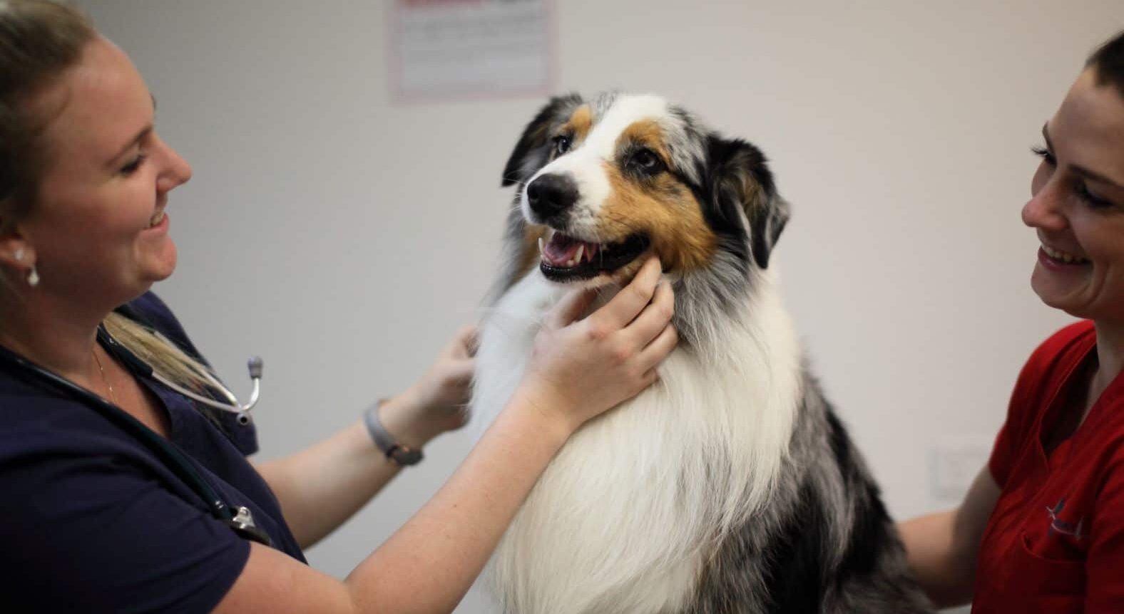 vet and nurse examine happy dog