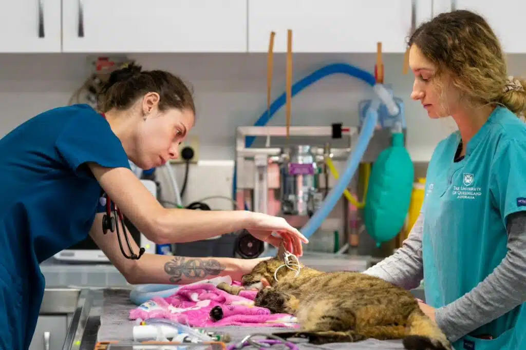 Feline Lower Urinary Tract Disease FLUTD collapsed cat in vet clinic
