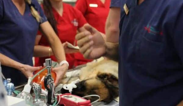 Animal Emergency Australia crash bench